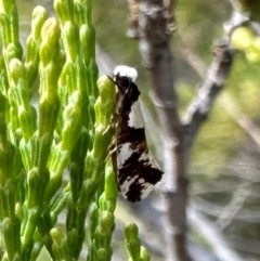 Monopis icterogastra (Wool Moth) at Ginninderry Conservation Corridor - 3 May 2024 by Pirom