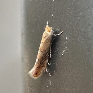 Phyllonorycter messaniella at Campbell, ACT - 7 May 2024