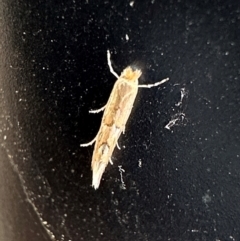 Phyllonorycter messaniella at Campbell, ACT - 7 May 2024