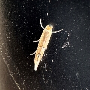 Phyllonorycter messaniella at Campbell, ACT - 7 May 2024 03:33 PM