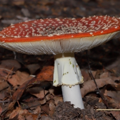 Aphididae (family) at National Arboretum Forests - 7 May 2024 by TimL