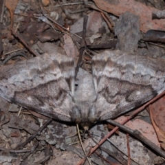 Chelepteryx collesi at National Arboretum Forests - 7 May 2024