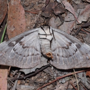 Chelepteryx collesi at National Arboretum Forests - 7 May 2024