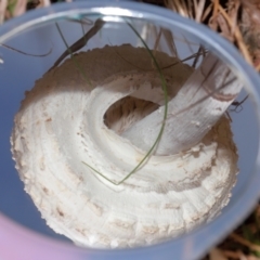 Chlorophyllum sp. at National Arboretum Forests - 7 May 2024