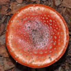 Amanita muscaria (Fly Agaric) at Yarralumla, ACT - 7 May 2024 by TimL