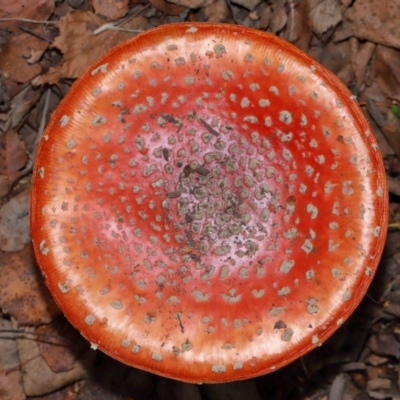 Amanita muscaria (Fly Agaric) at Yarralumla, ACT - 7 May 2024 by TimL