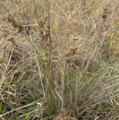 Juncus sp. (A Rush) at Kenny, ACT - 7 May 2024 by lbradley