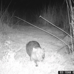 Vombatus ursinus (Bare-nosed Wombat) at Wodonga - 8 May 2024 by TAW