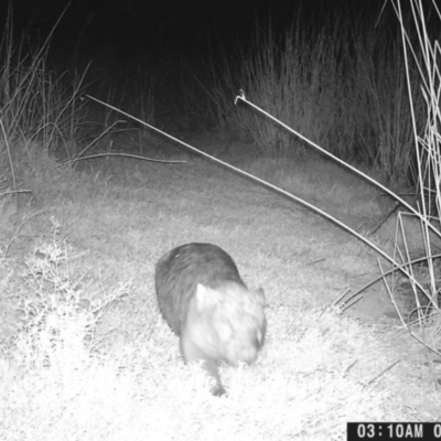 Vombatus ursinus (Bare-nosed Wombat) at Wodonga - 8 May 2024 by TAW