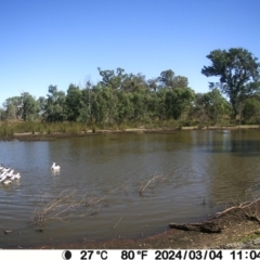 Pelecanus conspicillatus (Australian Pelican) at Wodonga - 8 May 2024 by TAW