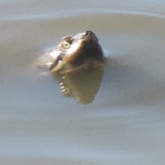 Chelodina longicollis at Wodonga, VIC - 8 May 2024 by TAW