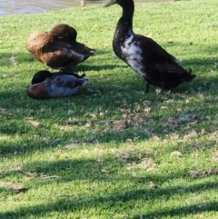 Anas platyrhynchos (Mallard (Domestic Type)) at Belvoir Park - 8 May 2024 by TAW