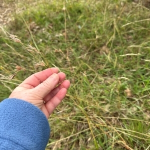 Themeda triandra at Kenny, ACT - 8 May 2024