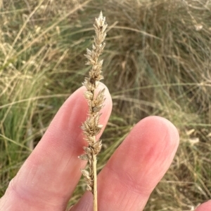 Carex appressa at Kenny, ACT - 8 May 2024