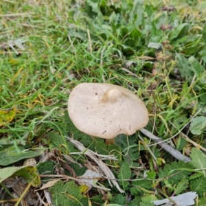 Volvopluteus gloiocephalus at Isaacs Ridge and Nearby - 8 May 2024 11:15 AM