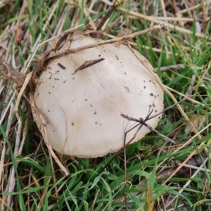 Volvopluteus gloiocephalus at Isaacs Ridge and Nearby - 8 May 2024 11:15 AM