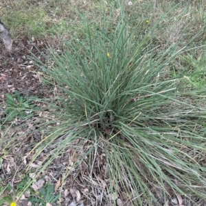 Lomandra multiflora at Kenny, ACT - 8 May 2024