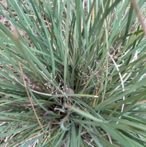 Lomandra multiflora at Kenny, ACT - 8 May 2024