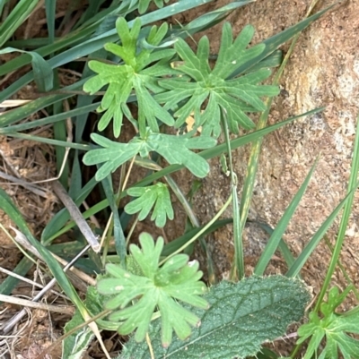 Geranium sp.3 at Kenny, ACT - 8 May 2024 by lbradley