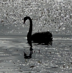 Cygnus atratus (Black Swan) at Kenny, ACT - 8 May 2024 by lbradley