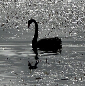 Cygnus atratus at Kenny, ACT - 8 May 2024