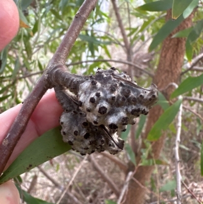 Hakea salicifolia (Willow-leaved Hakea) at Aranda Bushland - 8 May 2024 by lbradley