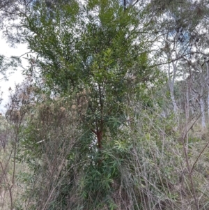 Hakea salicifolia at Aranda, ACT - 8 May 2024 03:10 PM