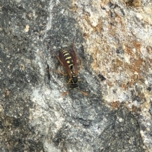 Polistes (Polistes) chinensis at Kenny, ACT - 8 May 2024 12:26 PM