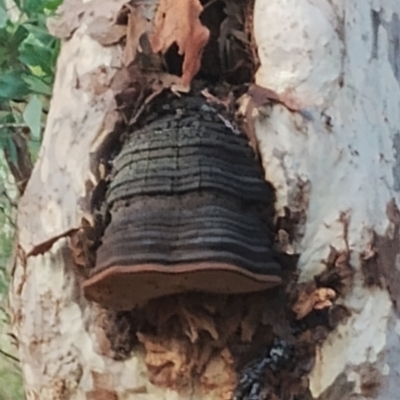 Phellinus sp. (Phellinus sp.) at Bodalla, NSW - 7 May 2024 by Teresa