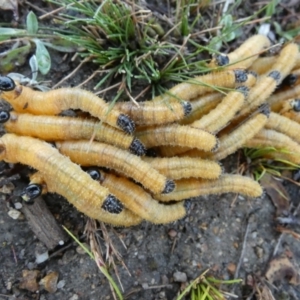 Pergidae sp. (family) at Boro - suppressed