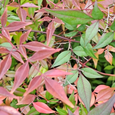 Nandina domestica (Sacred Bamboo) at Hackett, ACT - 8 May 2024 by abread111