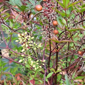 Nandina domestica at Hackett, ACT - 8 May 2024