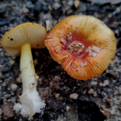 Amanita xanthocephala (Vermilion grisette) at Bodalla State Forest - 8 May 2024 by Teresa