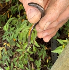 Hemiergis talbingoensis (Three-toed Skink) at QPRC LGA - 8 May 2024 by Safarigirl