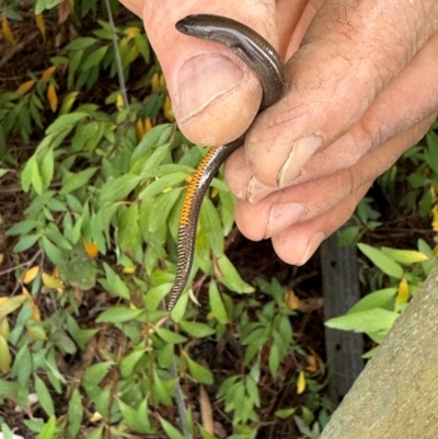 Hemiergis talbingoensis (Three-toed Skink) at QPRC LGA - 8 May 2024 by Safarigirl