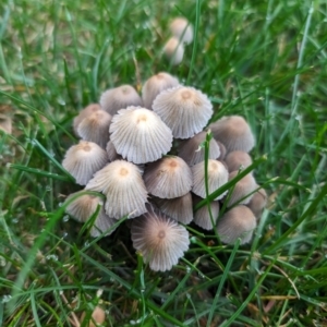 Coprinellus etc. at Giralang, ACT - suppressed