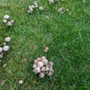 Coprinellus etc. at Giralang, ACT - suppressed