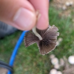 Coprinellus etc. at Giralang, ACT - suppressed