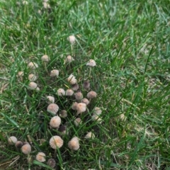 Coprinellus etc. at Giralang, ACT - suppressed