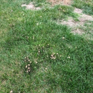 Coprinellus etc. at Giralang, ACT - suppressed