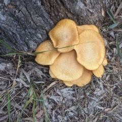 Gymnopilus junonius (Spectacular Rustgill) at O'Connor Ridge to Gungahlin Grasslands - 7 May 2024 by AlexGM