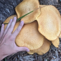 Gymnopilus junonius at O'Connor Ridge to Gungahlin Grasslands - 8 May 2024 08:27 AM