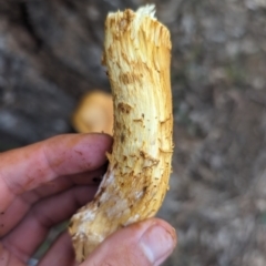 Gymnopilus junonius at O'Connor Ridge to Gungahlin Grasslands - 8 May 2024