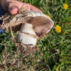 Agaricus sp. (Agaricus) at Giralang Wetlands - 7 May 2024 by AlexGM