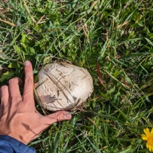 Agaricus sp. at Giralang Wetlands - 7 May 2024