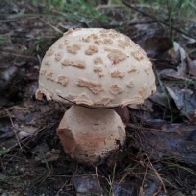 Amanita ochrophylla group at Bodalla, NSW - 8 May 2024 by Teresa