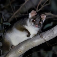 Pseudocheirus peregrinus (Common Ringtail Possum) at Bruce, ACT - 8 May 2024 by JimL