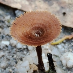 Coltricia sp. at Bodalla, NSW - 8 May 2024 by Teresa