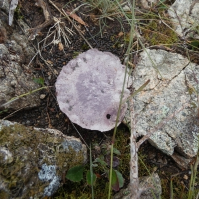 Calvatia cyathiformis at QPRC LGA - 7 May 2024 by Paul4K