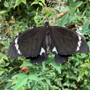 Papilio aegeus at Curtin, ACT - 15 Mar 2024 04:45 PM